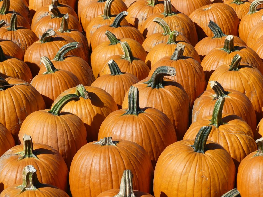 A stack of freshly harvested pumpkins, ready for fall festivities.